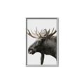 Picture of Moose _GroupedProduct_Rectangle_Portrait_Photography _GroupedProduct_Rectangle_Portrait_Canvas_Framed_