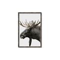 Picture of Moose _GroupedProduct_Rectangle_Portrait_Photography _GroupedProduct_Rectangle_Portrait_Canvas_Framed_