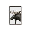 Picture of Moose _GroupedProduct_Rectangle_Portrait_Photography _GroupedProduct_Rectangle_Portrait_Canvas_Framed_