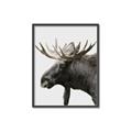 Picture of Moose _GroupedProduct_Rectangle_Portrait_Photography _GroupedProduct_Rectangle_Portrait_Canvas_Framed_
