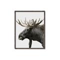 Picture of Moose _GroupedProduct_Rectangle_Portrait_Photography _GroupedProduct_Rectangle_Portrait_Canvas_Framed_