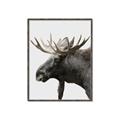 Picture of Moose _GroupedProduct_Rectangle_Portrait_Photography _GroupedProduct_Rectangle_Portrait_Canvas_Framed_