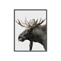 Picture of Moose _GroupedProduct_Rectangle_Portrait_Photography _GroupedProduct_Rectangle_Portrait_Canvas_Framed_