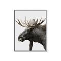 Picture of Moose _GroupedProduct_Rectangle_Portrait_Photography _GroupedProduct_Rectangle_Portrait_Canvas_Framed_