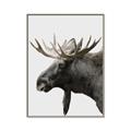 Picture of Moose _GroupedProduct_Rectangle_Portrait_Photography _GroupedProduct_Rectangle_Portrait_Canvas_Framed_