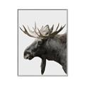 Picture of Moose _GroupedProduct_Rectangle_Portrait_Photography _GroupedProduct_Rectangle_Portrait_Canvas_Framed_