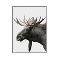 Picture of Moose _GroupedProduct_Rectangle_Portrait_Photography _GroupedProduct_Rectangle_Portrait_Canvas_Framed_