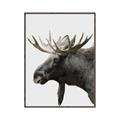 Picture of Moose _GroupedProduct_Rectangle_Portrait_Photography _GroupedProduct_Rectangle_Portrait_Canvas_Framed_