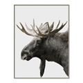 Picture of Moose _GroupedProduct_Rectangle_Portrait_Photography _GroupedProduct_Rectangle_Portrait_Canvas_Framed_