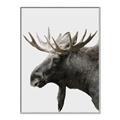 Picture of Moose _GroupedProduct_Rectangle_Portrait_Photography _GroupedProduct_Rectangle_Portrait_Canvas_Framed_