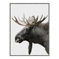 Picture of Moose _GroupedProduct_Rectangle_Portrait_Photography _GroupedProduct_Rectangle_Portrait_Canvas_Framed_