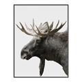 Picture of Moose _GroupedProduct_Rectangle_Portrait_Photography _GroupedProduct_Rectangle_Portrait_Canvas_Framed_