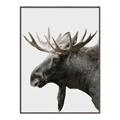 Picture of Moose _GroupedProduct_Rectangle_Portrait_Photography _GroupedProduct_Rectangle_Portrait_Canvas_Framed_