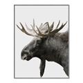 Picture of Moose _GroupedProduct_Rectangle_Portrait_Photography _GroupedProduct_Rectangle_Portrait_Canvas_Framed_