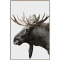 Picture of Moose _GroupedProduct_Rectangle_Portrait_Photography _GroupedProduct_Rectangle_Portrait_Canvas_Framed_