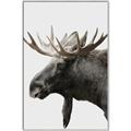 Picture of Moose _GroupedProduct_Rectangle_Portrait_Photography _GroupedProduct_Rectangle_Portrait_Canvas_Framed_