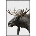 Picture of Moose _GroupedProduct_Rectangle_Portrait_Photography _GroupedProduct_Rectangle_Portrait_Canvas_Framed_