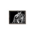 Picture of The Big Cat _GroupedProduct_Rectangle_Landscape_Photography _GroupedProduct_Rectangle_Landscape_Canvas_Framed_