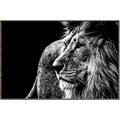 Picture of The Big Cat _GroupedProduct_Rectangle_Landscape_Photography _GroupedProduct_Rectangle_Landscape_Canvas_Framed_
