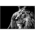 Picture of The Big Cat _GroupedProduct_Rectangle_Landscape_Photography _GroupedProduct_Rectangle_Landscape_Canvas_Framed_