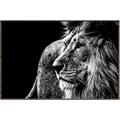 Picture of The Big Cat _GroupedProduct_Rectangle_Landscape_Photography _GroupedProduct_Rectangle_Landscape_Canvas_Framed_