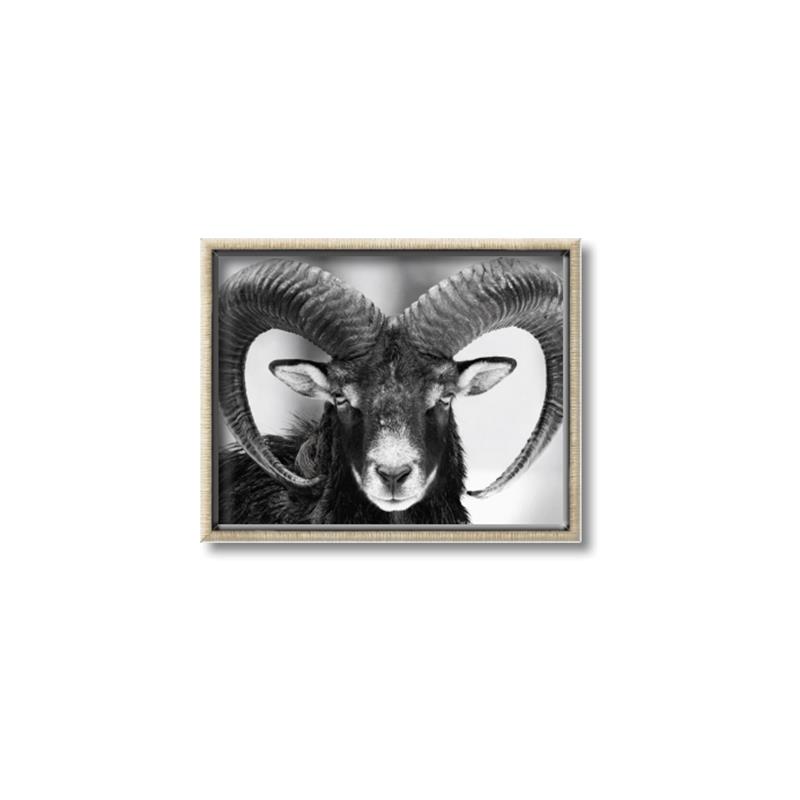 Picture of The Ram _GroupedProduct_Rectangle_Landscape_Photography _GroupedProduct_Rectangle_Landscape_Canvas_Framed_