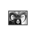 Picture of The Ram _GroupedProduct_Rectangle_Landscape_Photography _GroupedProduct_Rectangle_Landscape_Canvas_Framed_