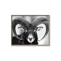 Picture of The Ram _GroupedProduct_Rectangle_Landscape_Photography _GroupedProduct_Rectangle_Landscape_Canvas_Framed_
