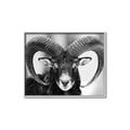 Picture of The Ram _GroupedProduct_Rectangle_Landscape_Photography _GroupedProduct_Rectangle_Landscape_Canvas_Framed_