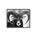 Picture of The Ram _GroupedProduct_Rectangle_Landscape_Photography _GroupedProduct_Rectangle_Landscape_Canvas_Framed_