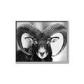 Picture of The Ram _GroupedProduct_Rectangle_Landscape_Photography _GroupedProduct_Rectangle_Landscape_Canvas_Framed_