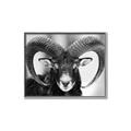Picture of The Ram _GroupedProduct_Rectangle_Landscape_Photography _GroupedProduct_Rectangle_Landscape_Canvas_Framed_