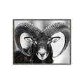 Picture of The Ram _GroupedProduct_Rectangle_Landscape_Photography _GroupedProduct_Rectangle_Landscape_Canvas_Framed_