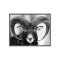 Picture of The Ram _GroupedProduct_Rectangle_Landscape_Photography _GroupedProduct_Rectangle_Landscape_Canvas_Framed_