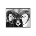 Picture of The Ram _GroupedProduct_Rectangle_Landscape_Photography _GroupedProduct_Rectangle_Landscape_Canvas_Framed_