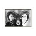 Picture of The Ram _GroupedProduct_Rectangle_Landscape_Photography _GroupedProduct_Rectangle_Landscape_Canvas_Framed_