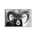 Picture of The Ram _GroupedProduct_Rectangle_Landscape_Photography _GroupedProduct_Rectangle_Landscape_Canvas_Framed_