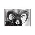 Picture of The Ram _GroupedProduct_Rectangle_Landscape_Photography _GroupedProduct_Rectangle_Landscape_Canvas_Framed_
