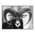 Picture of The Ram _GroupedProduct_Rectangle_Landscape_Photography _GroupedProduct_Rectangle_Landscape_Canvas_Framed_