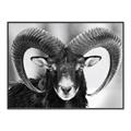 Picture of The Ram _GroupedProduct_Rectangle_Landscape_Photography _GroupedProduct_Rectangle_Landscape_Canvas_Framed_