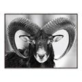 Picture of The Ram _GroupedProduct_Rectangle_Landscape_Photography _GroupedProduct_Rectangle_Landscape_Canvas_Framed_