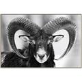 Picture of The Ram _GroupedProduct_Rectangle_Landscape_Photography _GroupedProduct_Rectangle_Landscape_Canvas_Framed_