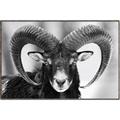Picture of The Ram _GroupedProduct_Rectangle_Landscape_Photography _GroupedProduct_Rectangle_Landscape_Canvas_Framed_