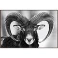 Picture of The Ram _GroupedProduct_Rectangle_Landscape_Photography _GroupedProduct_Rectangle_Landscape_Canvas_Framed_