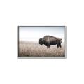 Picture of Bison Field _GroupedProduct_Rectangle_Landscape_Photography _GroupedProduct_Rectangle_Landscape_Canvas_Framed_
