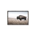 Picture of Bison Field _GroupedProduct_Rectangle_Landscape_Photography _GroupedProduct_Rectangle_Landscape_Canvas_Framed_