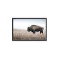Picture of Bison Field _GroupedProduct_Rectangle_Landscape_Photography _GroupedProduct_Rectangle_Landscape_Canvas_Framed_