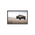 Picture of Bison Field _GroupedProduct_Rectangle_Landscape_Photography _GroupedProduct_Rectangle_Landscape_Canvas_Framed_
