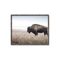 Picture of Bison Field _GroupedProduct_Rectangle_Landscape_Photography _GroupedProduct_Rectangle_Landscape_Canvas_Framed_
