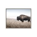 Picture of Bison Field _GroupedProduct_Rectangle_Landscape_Photography _GroupedProduct_Rectangle_Landscape_Canvas_Framed_